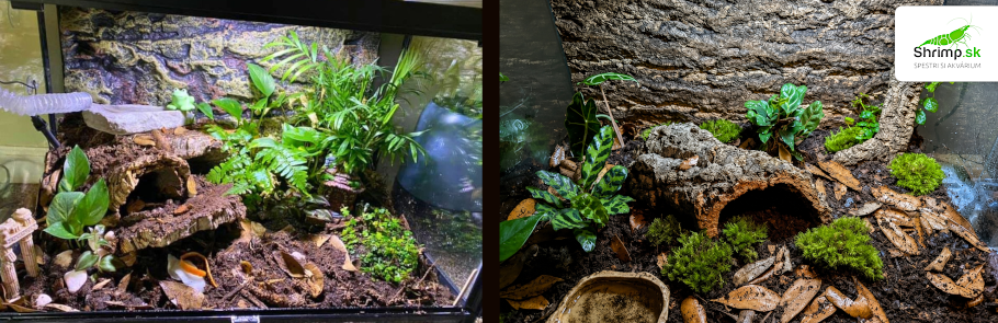 zabka-rohatka-terarium-pre-rohatku