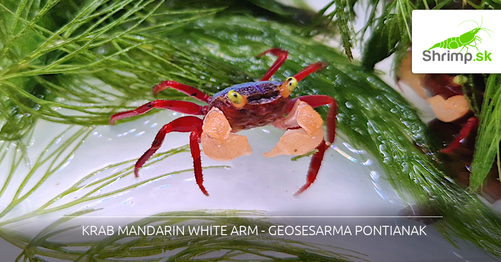 crab-white-arm