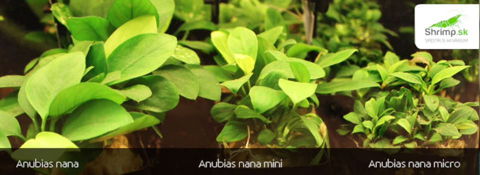 Anubias nana - mini - micro Anubias nana - mini - micro