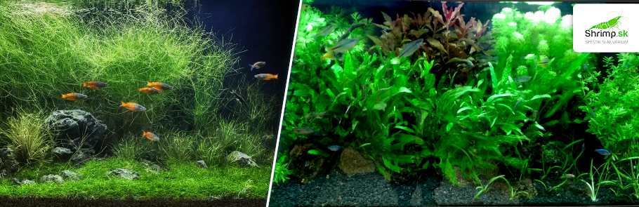 rataj-volcano-black-v-akvariu