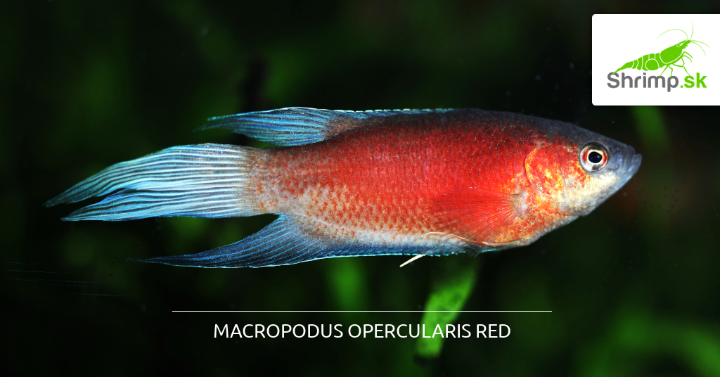 rajovec-dlhoplutvy-cerveny