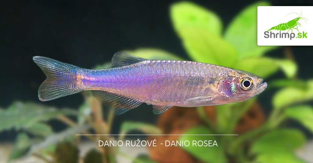 danio-rosea-v-shrimp.sk