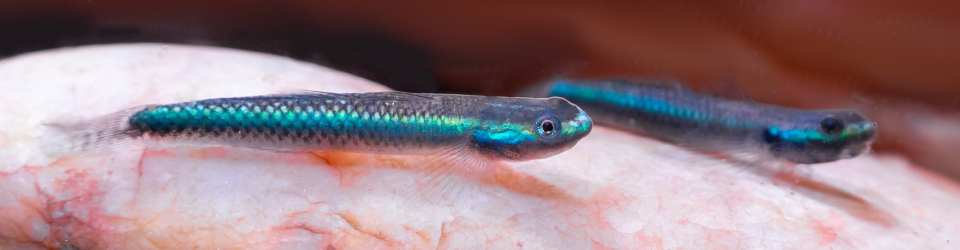 hlavac-smaragdovy-stiphodon-undio-blue