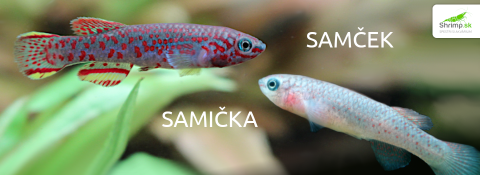 kaprozubka-gardnerova-samcek-samicka