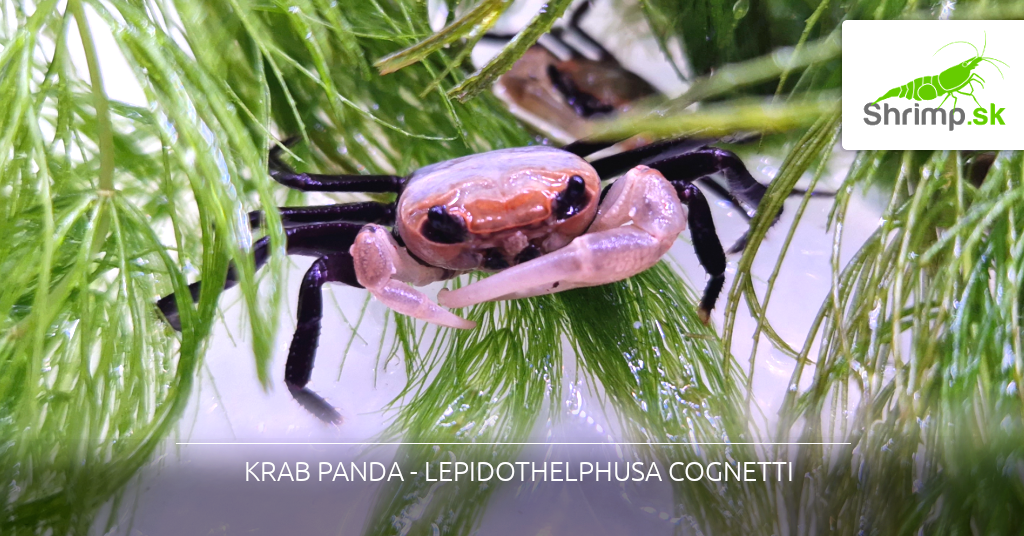 krab-panda
