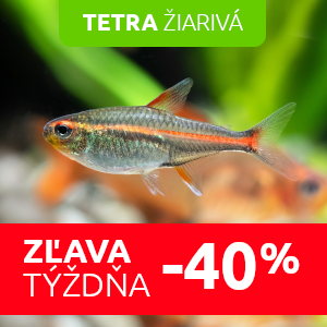tetra-ziariva-do-akvaria-zlava