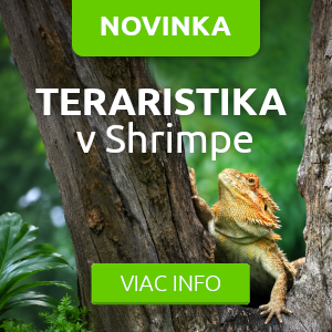 teraristika-akvaristika-shrimp