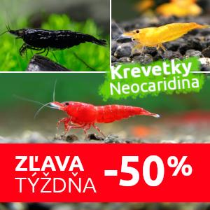 krevetky-do-akvaria