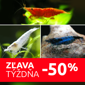 krevety-neocaridina-zlava