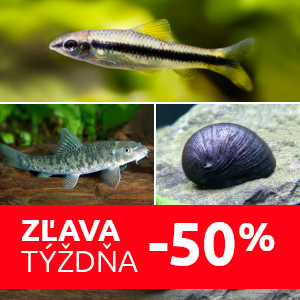 zlava-tyzdna-bojovnici-proti-riasam-do-akvaria
