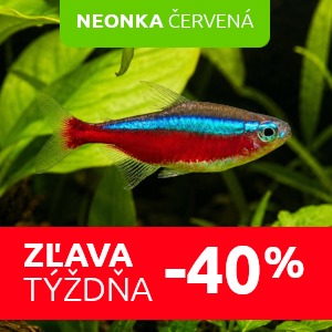neonka-cervena-akvariove-ryby-zlavy