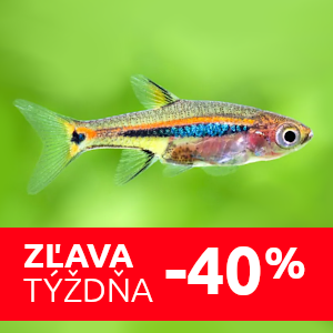 razbora-skvrnochvostova