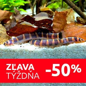 sekavec-zlava-mini-rybky
