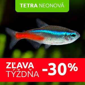tetra-neonova-rybicky-do-akvaria