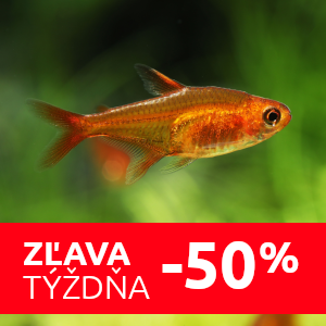 tetra-ohniva-akcia-male-rybky-do-akvaria