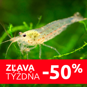 amano-kreveta-l
