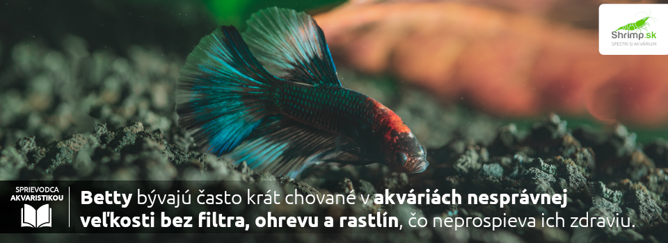 betta-tiez-potrebuje-filter-a-ohrev-akvaria