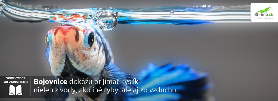 bojovnica-dokaze-dychat-kyslik