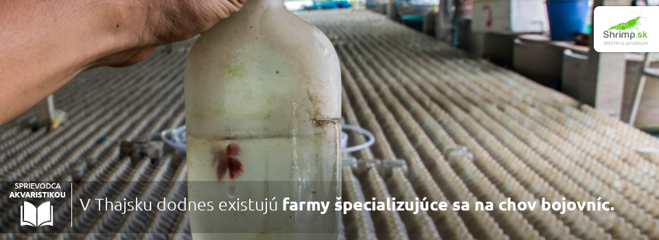 farma-na-chov-bojovnic-Thajsko