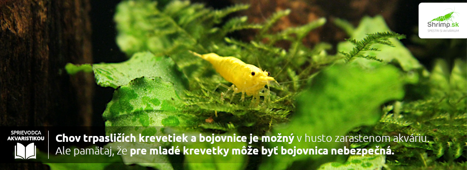 bojovnice-mozu-spolunazivat-s-krevetami-ale akvarium-musi-byt-husto-zarastene