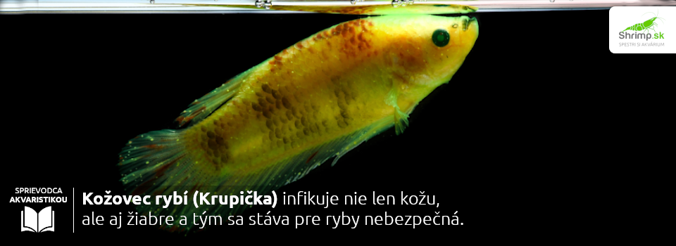 kupicka-je-infekcne-ochorenie-ryb