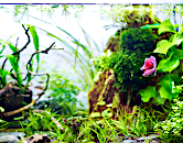 akvarium-pre-bojovnicu