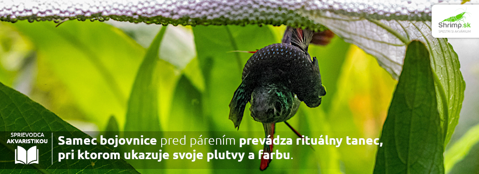 samec-a-samica-bojovnice-pri-pareni-predvadzaju-spolocne-ritualny-tanec