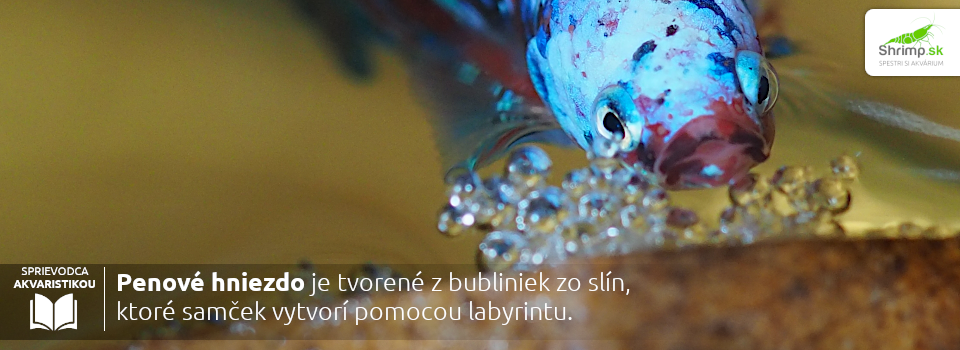 penove-hniezdo-je-tvorene-slinami-a-vzduchom