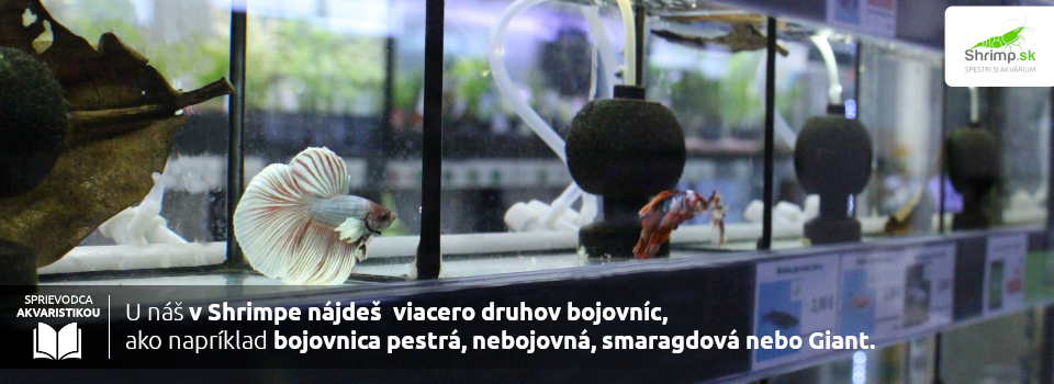 ponuka-bojovnic-na-shrimp.sk
