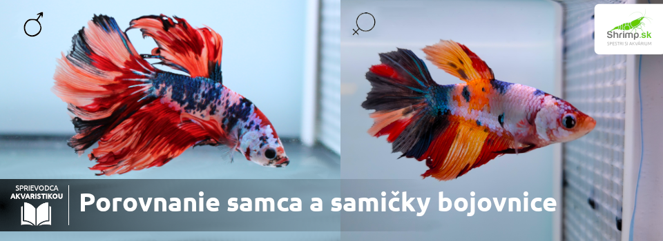 samec-vs.-samica-bojovnice