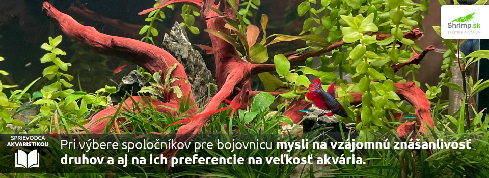 spolocnici-pre-bojovnicu