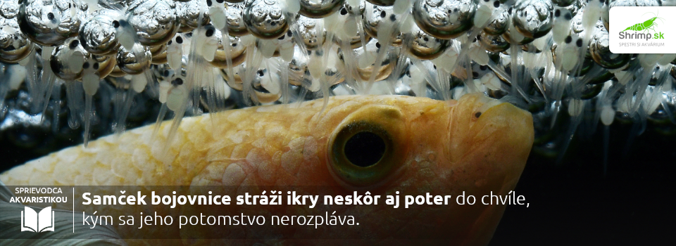 samec-bojovnice-strazi-ikry-az-kym-sa-poter-nerozplava