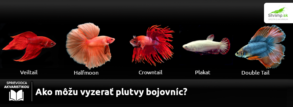 typy-plutiev-bojovnic
