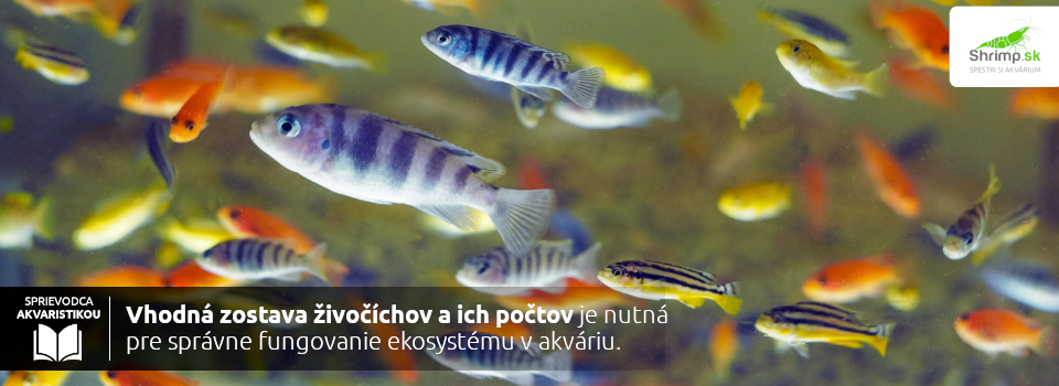 ako-si-vybrat-rybicky-do-akvaria