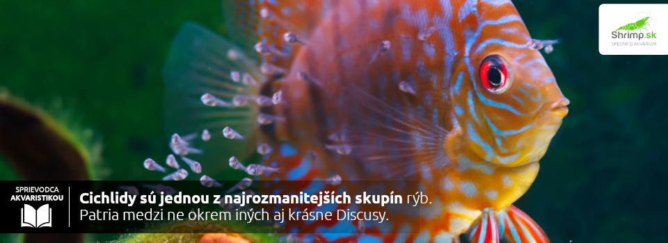juhoamericke-cichlidy-discusy