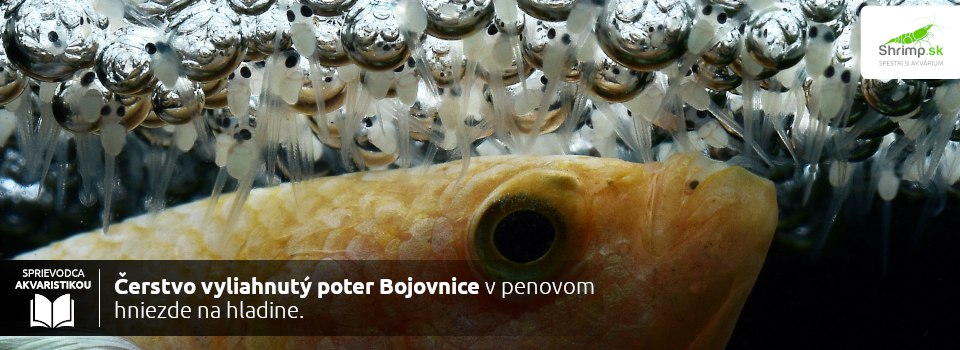 mlade-bojovnice-v-penovom-hniezde