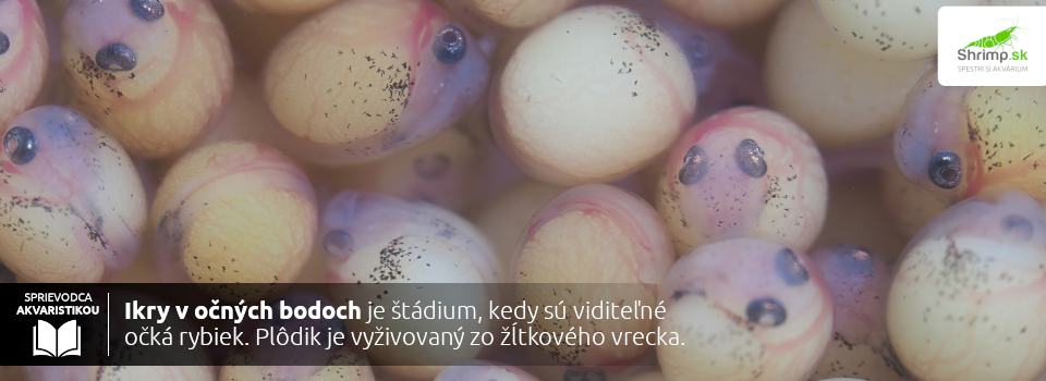 vyvijajuce-sa-ikry-rybiciek