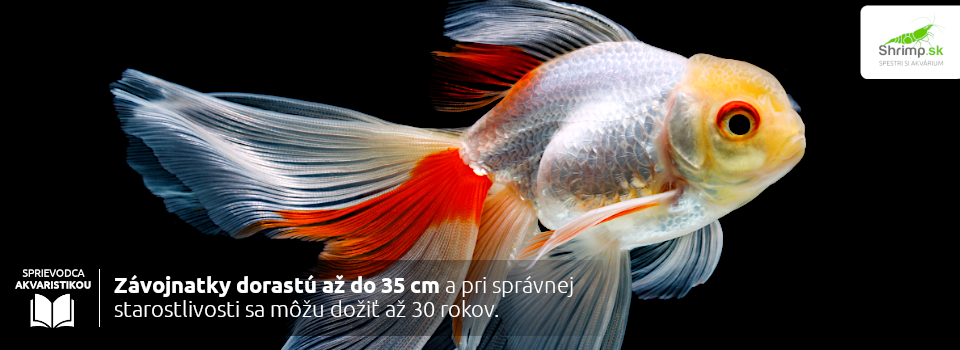 zavojnatky-dorastaju-az-do-35cm