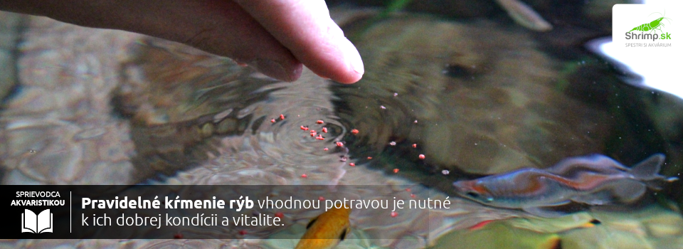 krmenie-akvariovych-rybiciek