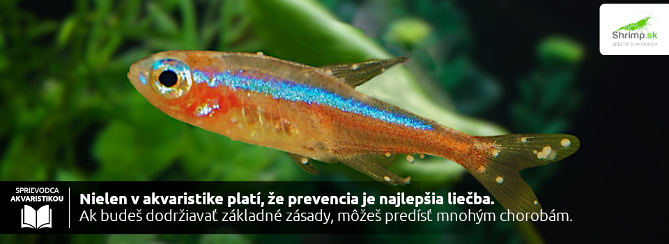 ako-predchadzat-chorobam-rybiciek
