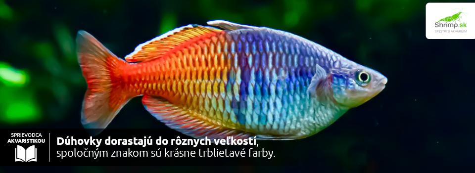 duhovky-farebne-rybicky-do-akvaria