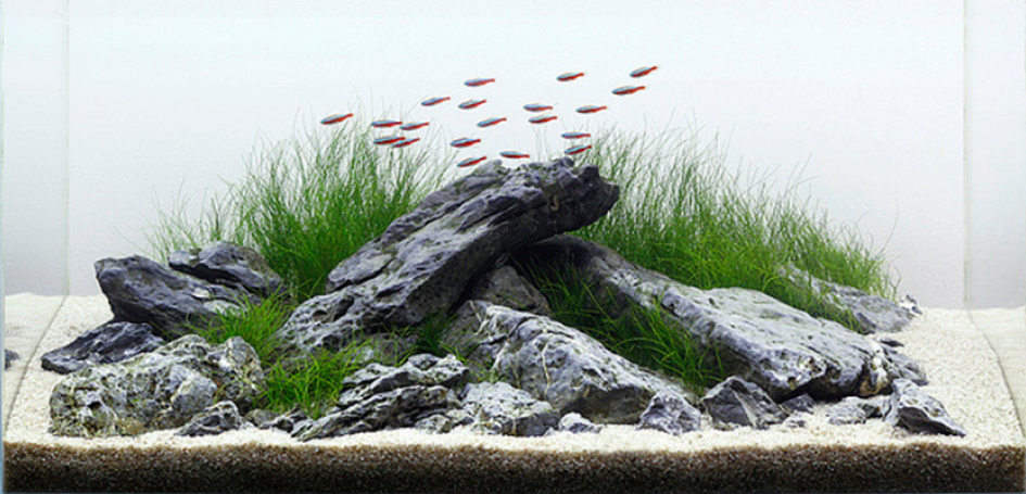 iwagumi-akvarium-a-layout