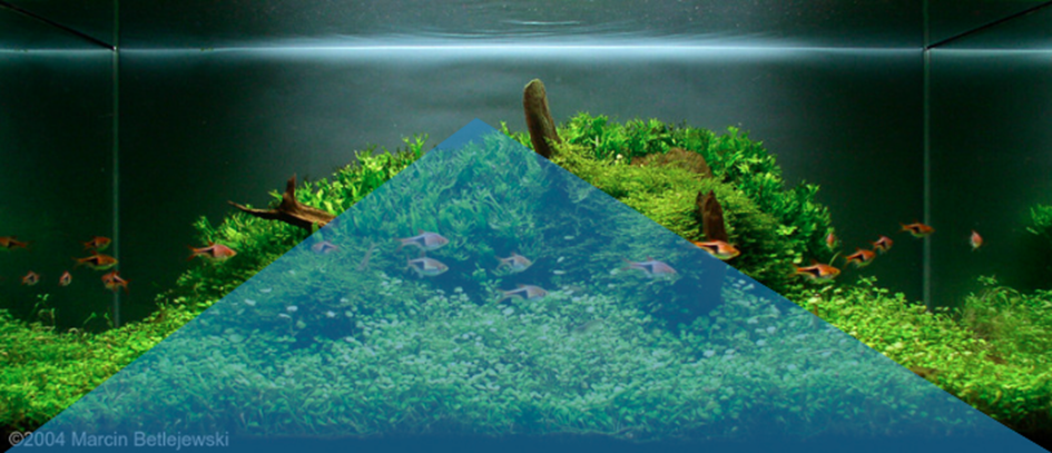 konvexny-layout-akvaria