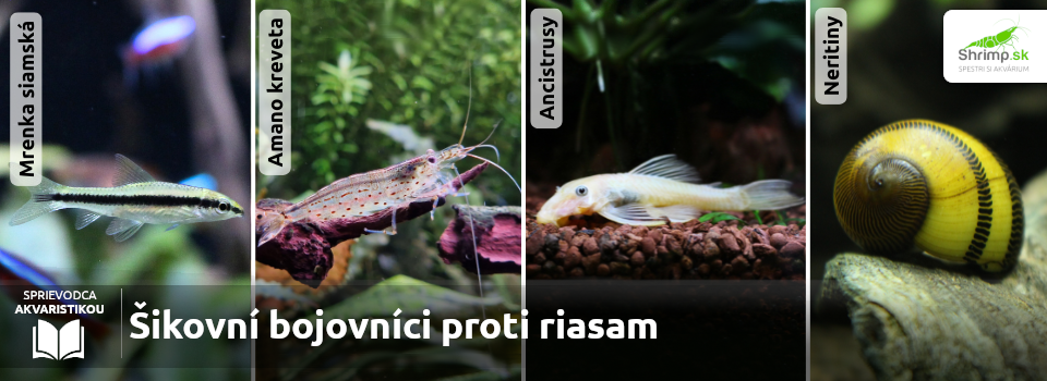 riasozrave-zivocichy