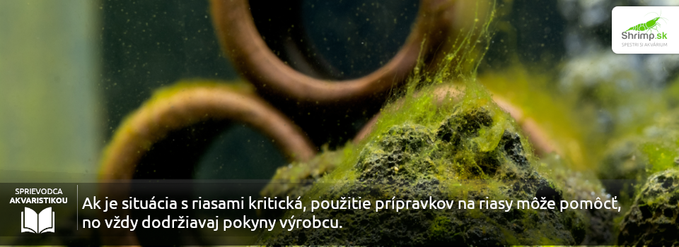 riasy-v-akvariu