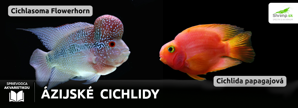 azijske-cichlidy