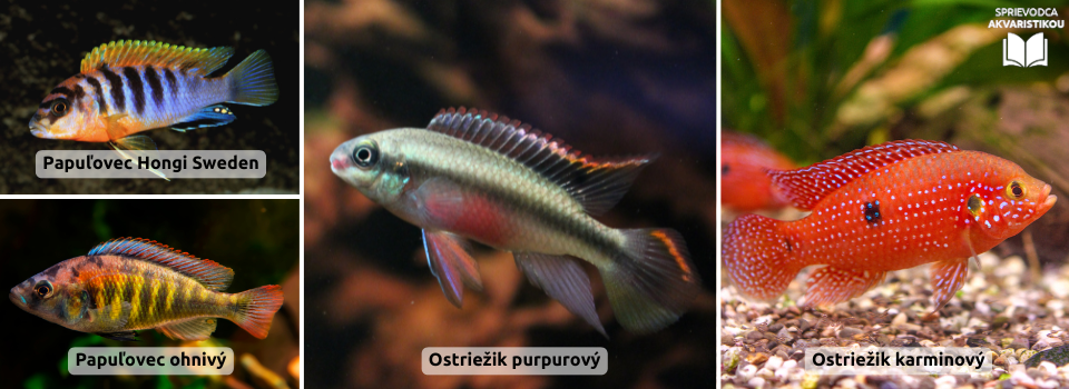africke-cichlidy