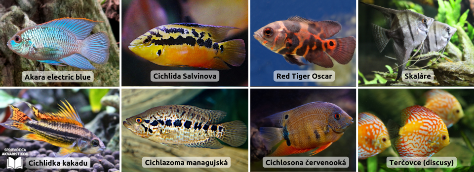 americke-cichlidy-a-cichlidky