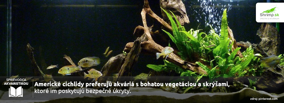 akvarium-pre-americke-cichlidy