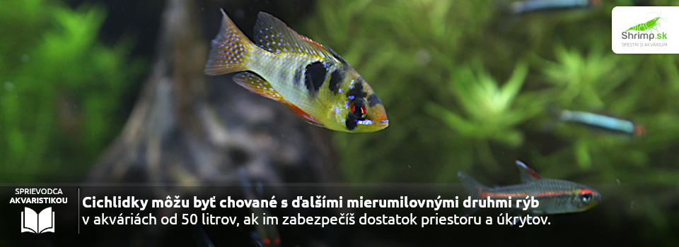 akvarium-pre-cichlidky
